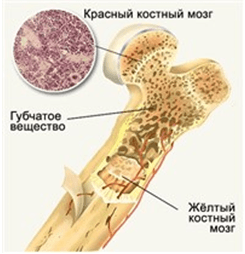Красный костный мозг Красный костный мозг
