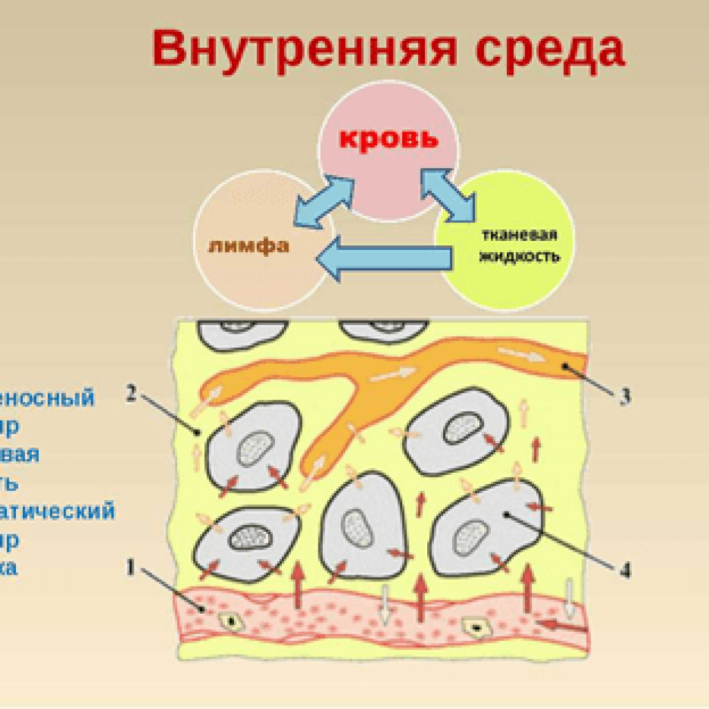 Компоненты внутренней среды человека. Внутренняя среда кровь лимфа тканевая жидкость. Схема образования тканевой жидкости и лимфы рисунок. Внутренняя среда организма тканевая жидкость лимфа. Кровь лимфа тканевая жидкость рисунок.