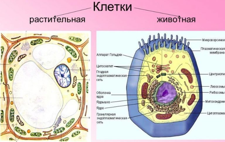 Чем отличается файл от сайта