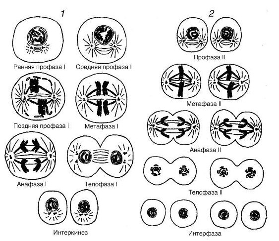 Митоз и мейоз рисунки по фазам