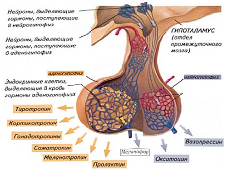 Где находится гипофиз учеловека