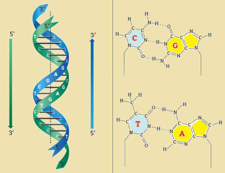 Днк 26.03 24. Гуанин в молекуле ДНК. ДНК расшифровка. ДНК рисунок аденин. РНҚ моделі.