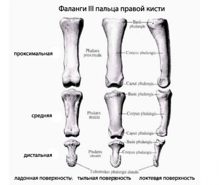 Основные фаланги стопы. Проксимальная фаланга пальца стопы анатомия. Проксимальная фаланга мизинца кисти. Основная фаланга 5 пальца стопы анатомия. Дистальный эпифиз основной фаланги.