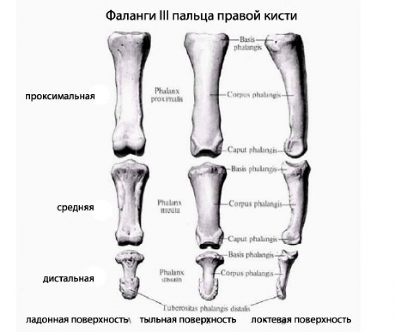 Фаланги пальцев. Проксимальная фаланга мизинца кисти. Дистальный эпифиз основной фаланги. Кости кисти и фаланги пальцев анатомия. Основание проксимальной фаланги 1 пальца.