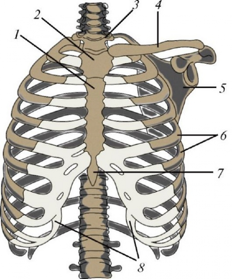 Верхний край ребра. Грудина мечевидный отросток анатомия. Мечевидный отросток на скелете. Грудная клетка анатомия и 2 ребра. Грудная клетка с ребрами и грудиной.