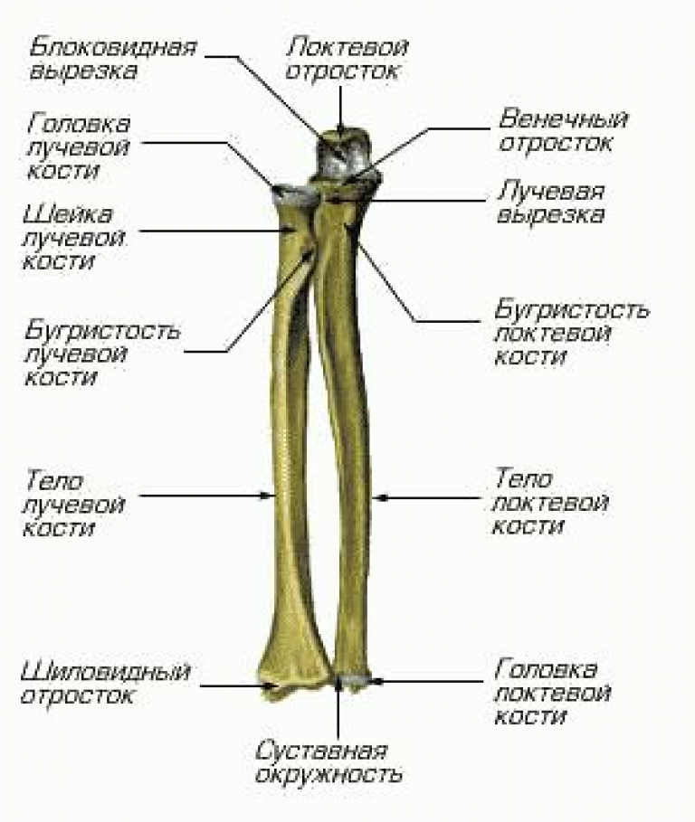 Строение локтевой кости анатомия. Головка лучевой кости анатомия. Дистальный эпифиз лучевой кости анатомия. Локтевая и лучевая кость строение.