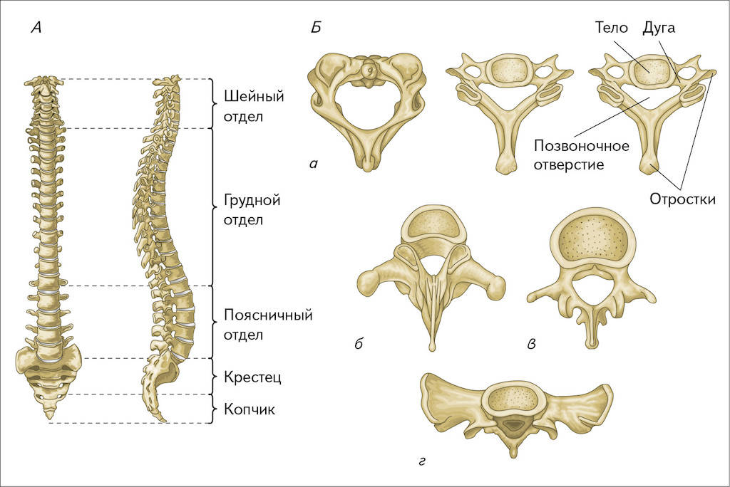 Шейный отдел кости скелета. Позвоночный столб и строение позвонка. Строение позвонков разных отделов позвоночника. Скелет анатомия Позвоночный столб. Анатомия костей человека позвонки.