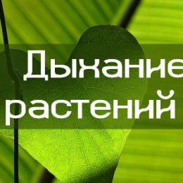 Чем дышат растения и как дышат растения