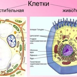 Сравнение растительной и животной клетки