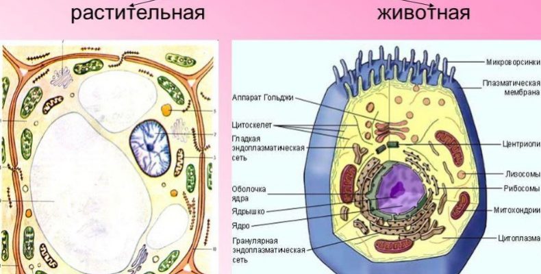 Рассмотри изображение растительной клетки и ответь на вопросы какой цифрой обозначена вакуоль