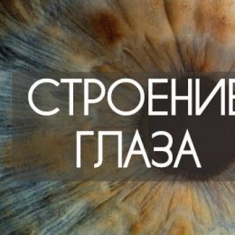 Строение глаза человека со схемой и подробным описанием
