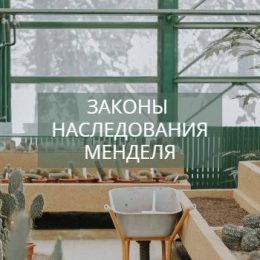 Законы Менделя: первый, второй и третий закон Менделя