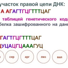 Задачи ЕГЭ по кодированию генетического кода