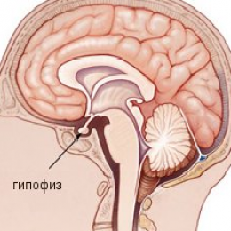 Где находится гипофиз у человека