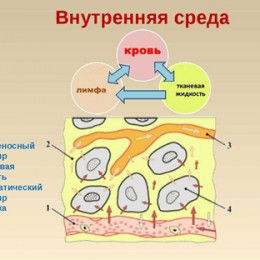 Внутренняя среда организма человека