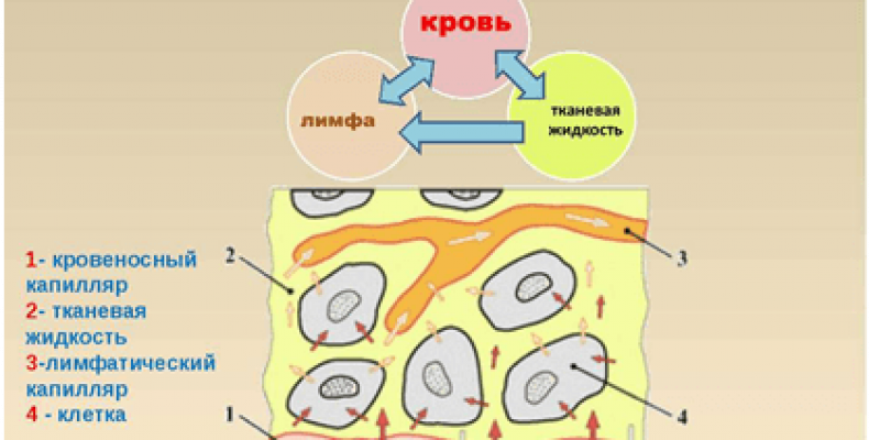 Внутренняя среда организма картинки